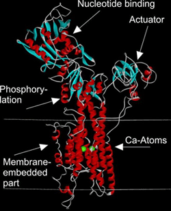 Ca-ATPase as a prototype of P-type ATPases.