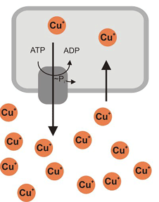 Bacterial export of copper ions